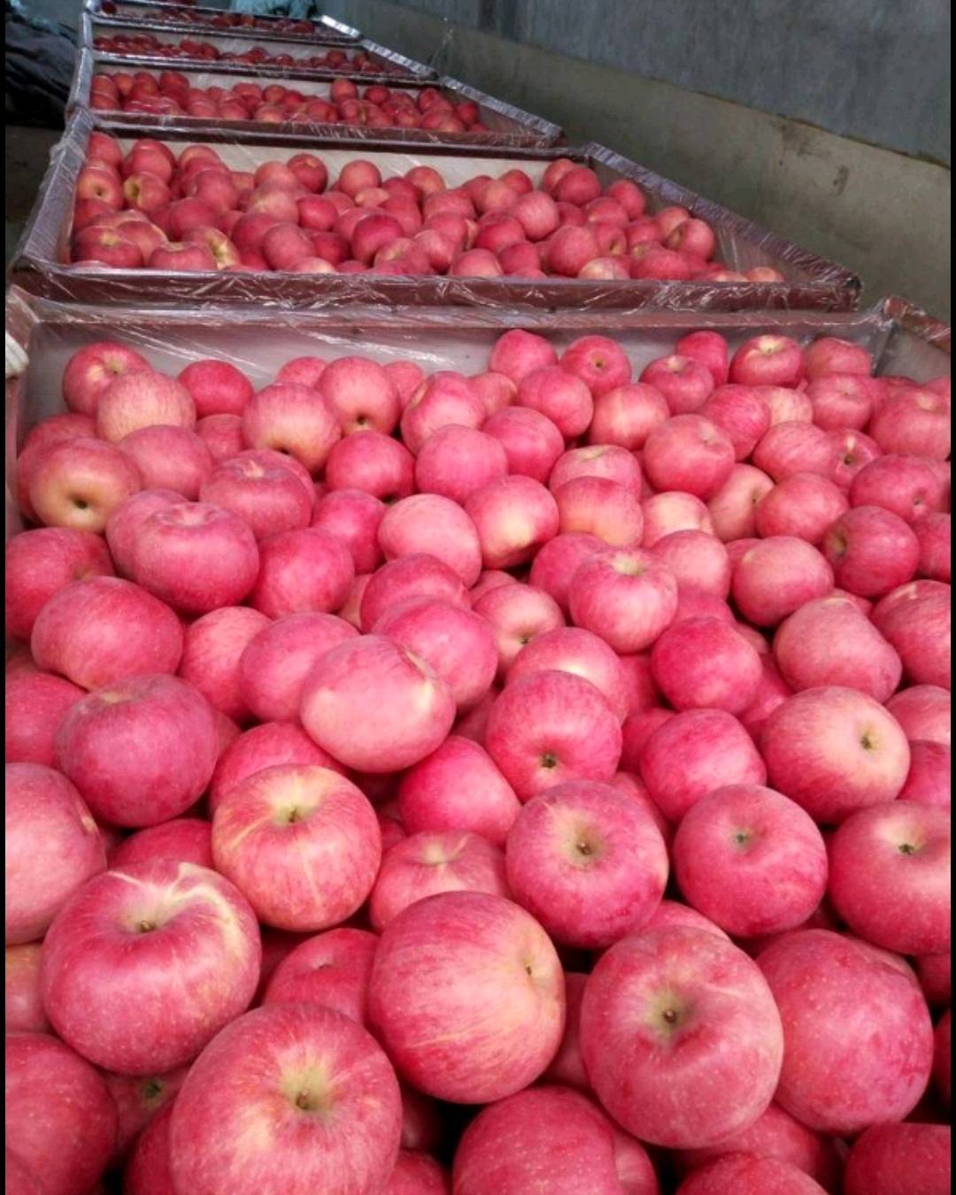 山东烟台威海红富士苹果，大量冷库苹果各种规格都有。有需要...