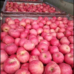 山东烟台威海红富士苹果，大量冷库苹果各种规格都有。有需要...