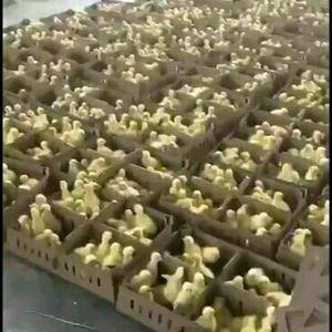 长期供应大小品种鸡鸭鹅苗