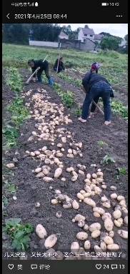 贵州黄平马铃薯种植面积200亩，预计产量350吨，有中薯系列品种，新佳系列品种，销售以市场价格为准，交通便捷，量大货优，欢迎采购。