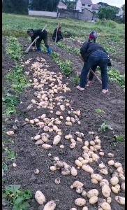 贵州黄平马铃薯种植面积200亩，预计产量350吨，有中薯...