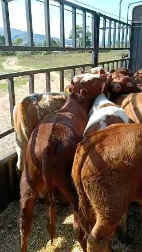 西北最大畜牧交易市场，骡马牛羊驴，货品齐全，可以随时来考察市场，需求量大的客户联系，电话15393187780