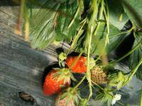 济南唐王镇总有大棚40多个，种植大量草莓苗，现出售草莓苗和出租大棚，有需要的朋友可联系15650067521。无图片，有意电话联系