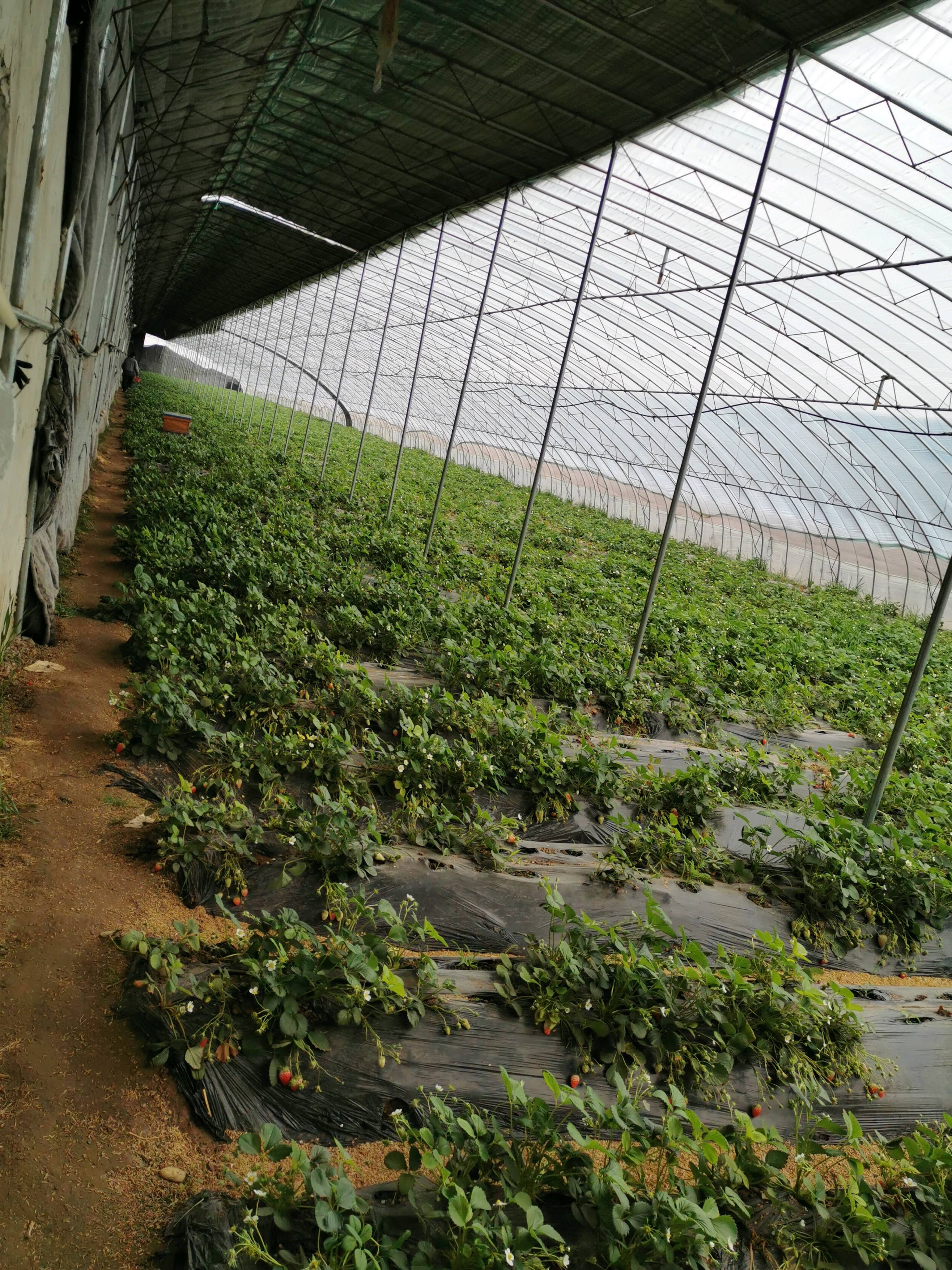 济南唐王镇总有大棚40多个，种植大量草莓苗，现出售草莓苗...