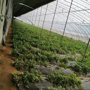 济南唐王镇总有大棚40多个，种植大量草莓苗，现出售草莓苗...