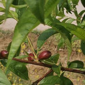 万亩桃园，28种鲜桃品项，成熟期6月一一10月，露天自然...