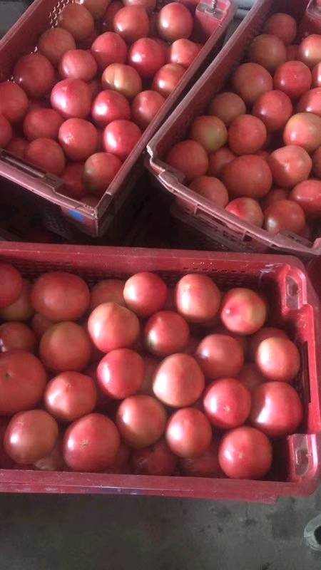 大量出售自家大棚种植西红柿，硬皮耐放，种植基地，日供应量在10000斤左右。拍摄角度问题，实物比照片大。在上海周边的批发商有需求的随时联系，量大从优，谢谢！