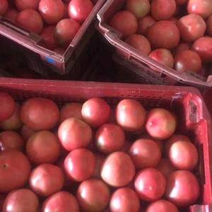 大量出售自家大棚种植西红柿，硬皮耐放，种植基地，日供应量...