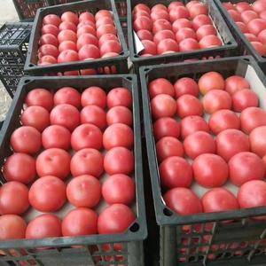 西红柿大量上市，欢迎选购，品质保证，各种包装规格电话18...