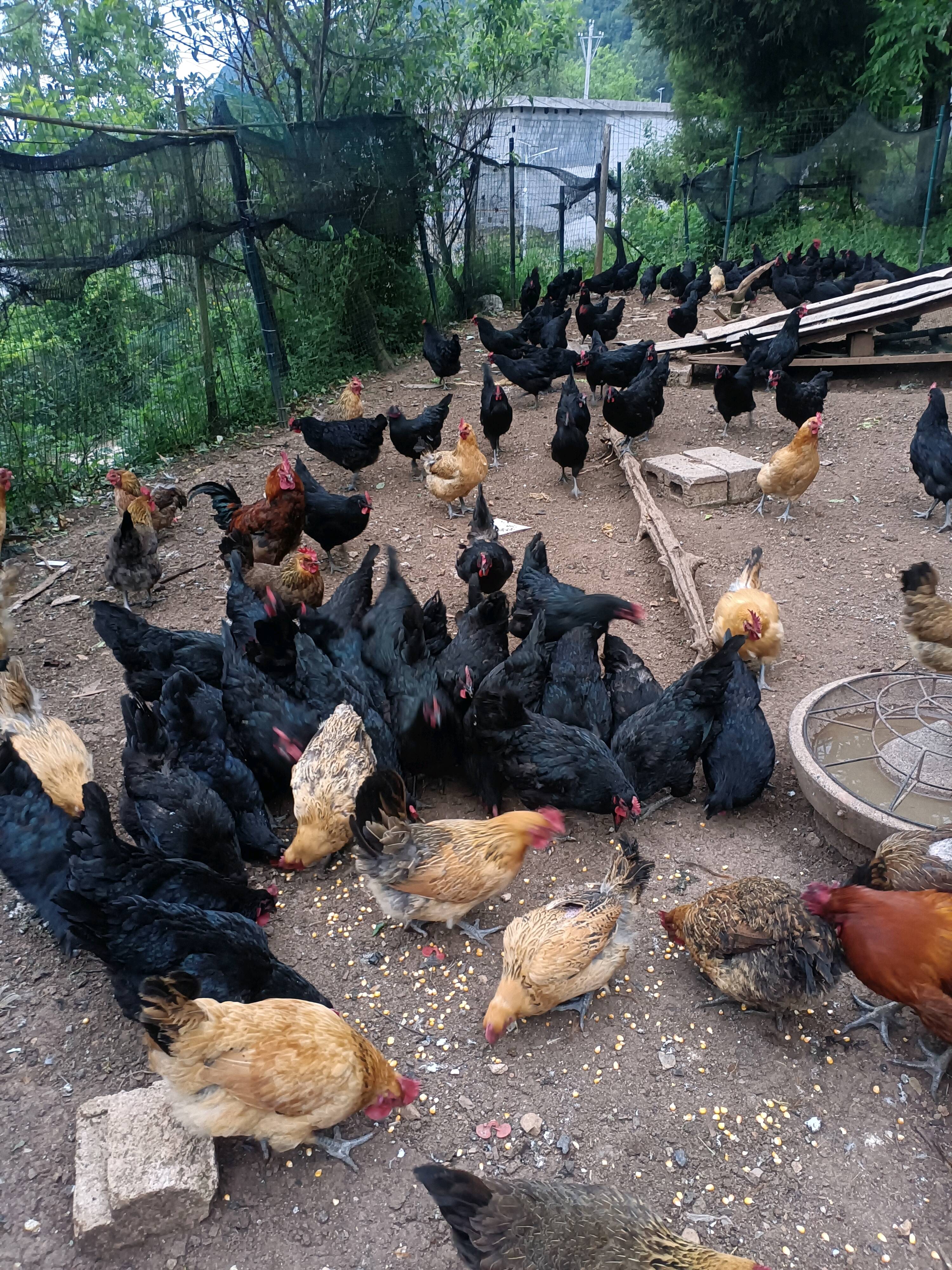 8个月散养黑母鸡，全玉米喂养，均重4斤数量500只，油黄...