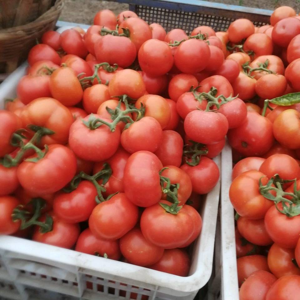 夹江县甘江镇大量出售大红西红柿，需要的联系，电话13309032692