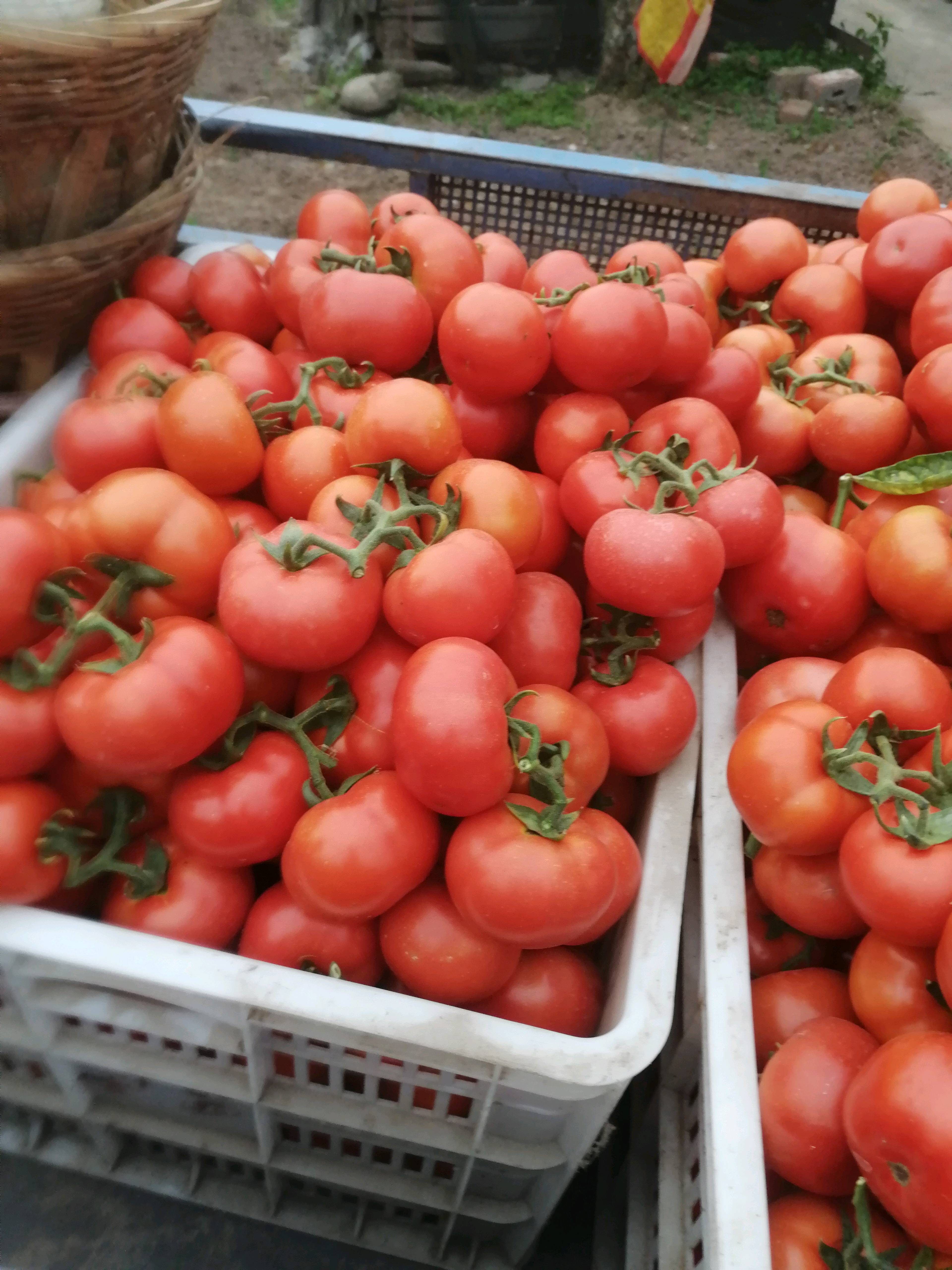 夹江县甘江镇大量出售大红西红柿，需要的联系，电话13309032692