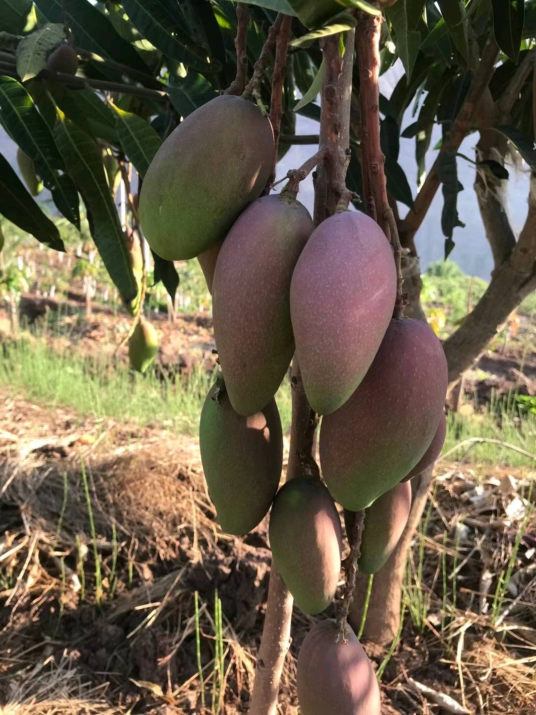 芒果原产地大量芒果20左右问市，欢迎联系