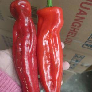 本地红辣椒大量上市产地直发一手货源可视屏看货。诚信经营