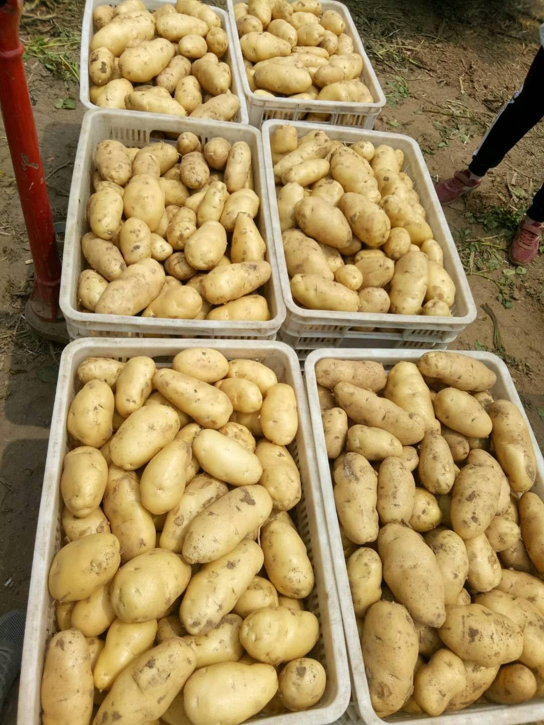 荷兰十五土豆*黄皮黄心*品质保证*代发发全国各地商超市场，包上车。