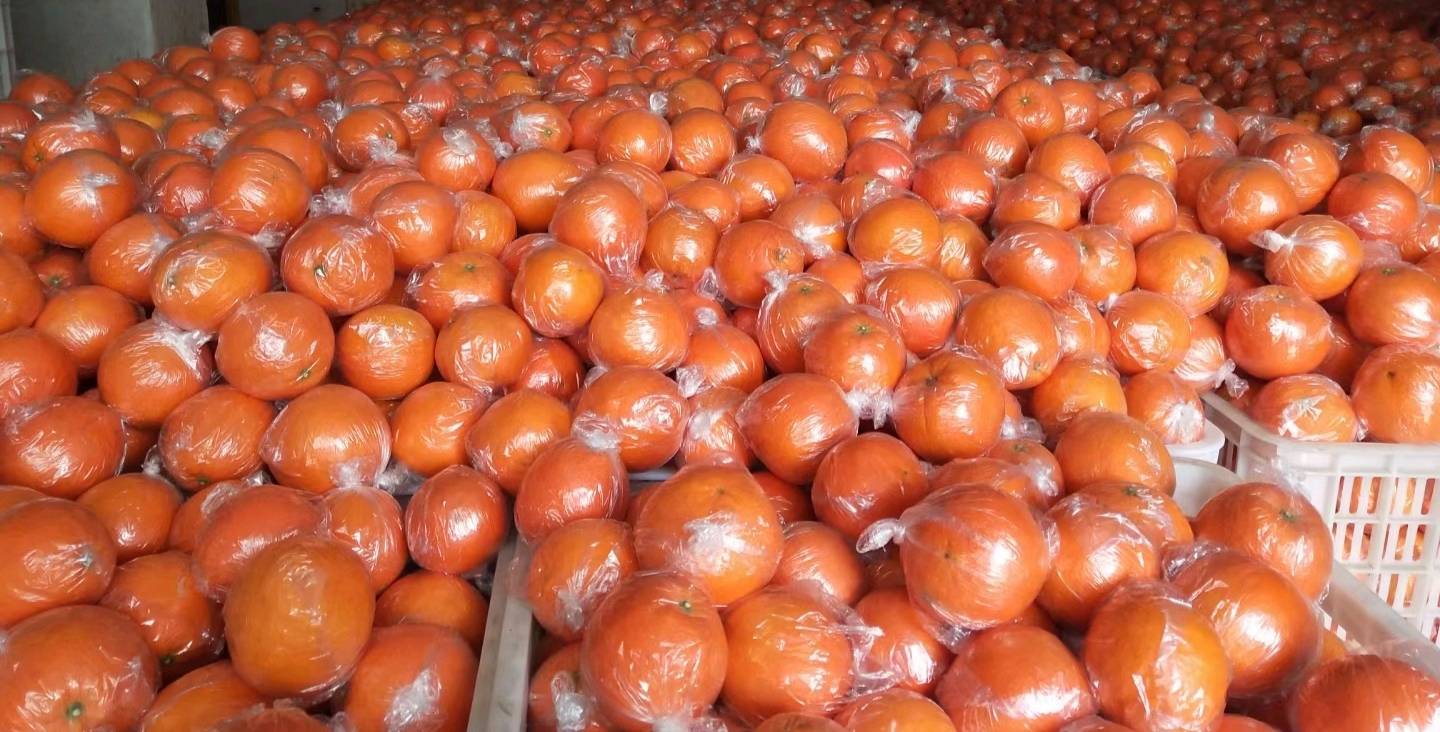 湖南湘西龙山里耶纽荷尔脐橙，自产自销.18867225567