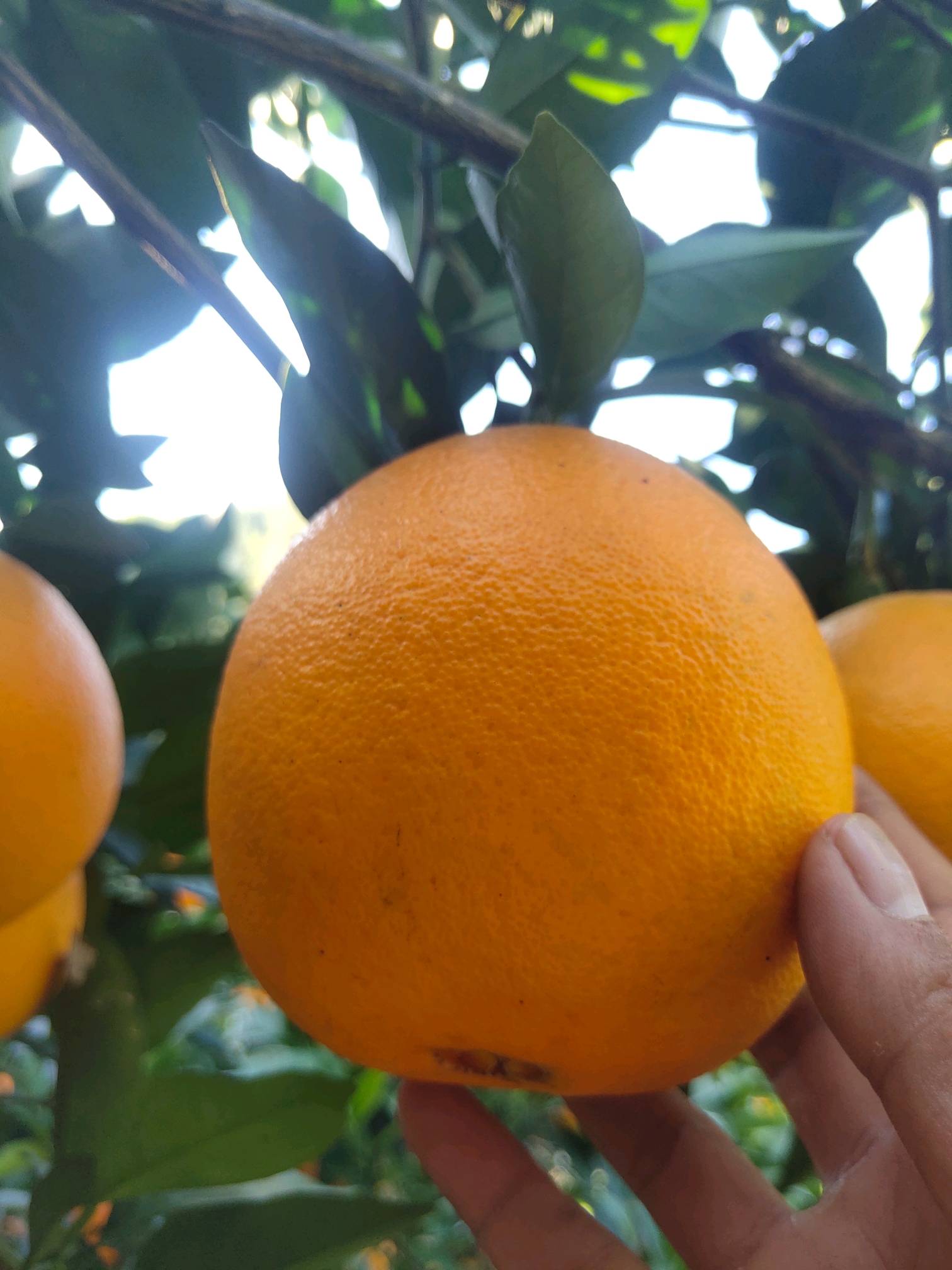 湖南湘西龙山里耶纽荷尔脐橙，自产自销.18867225567