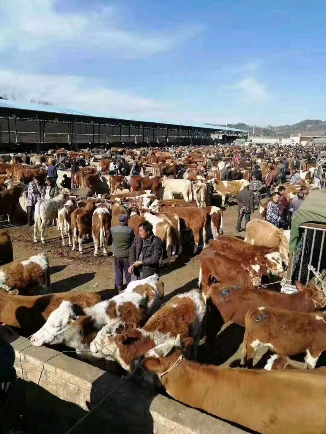 西门塔尔育肥小公牛，土杂交牛，黄牛，肉牛等欢迎老板来购买
