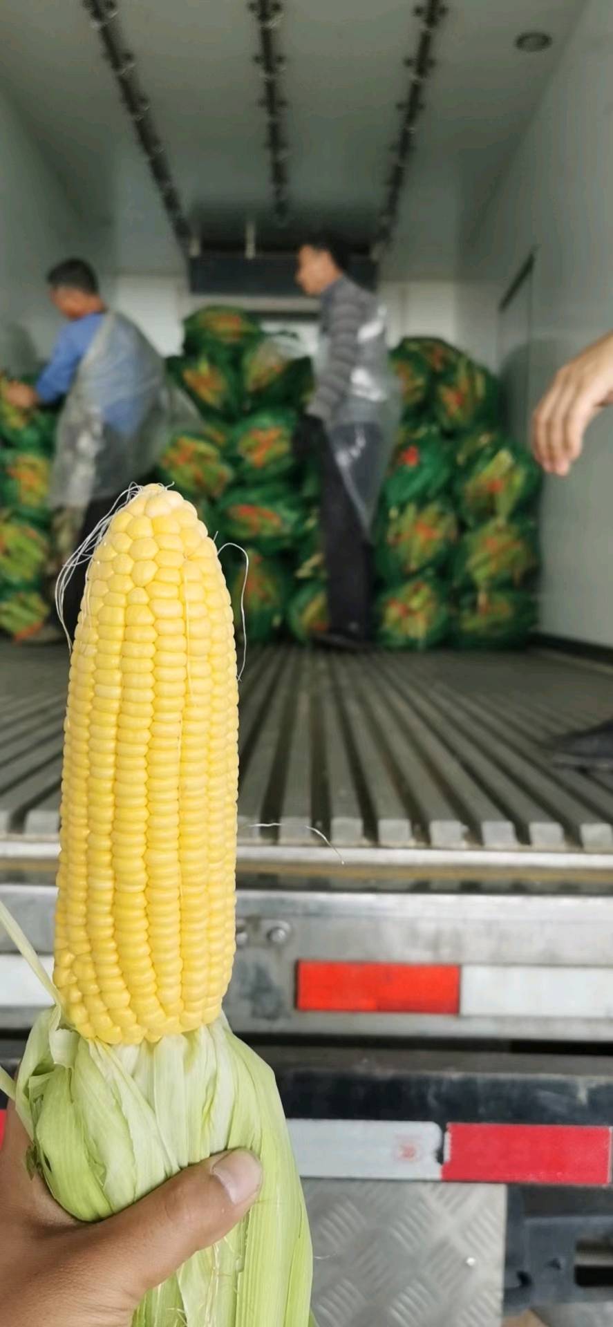 本地甜玉米大量上市产地直发一手货源，价格美丽，全国各地代发，诚信经营