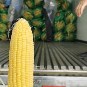 本地甜玉米大量上市产地直发一手货源，价格美丽，全国各地代...