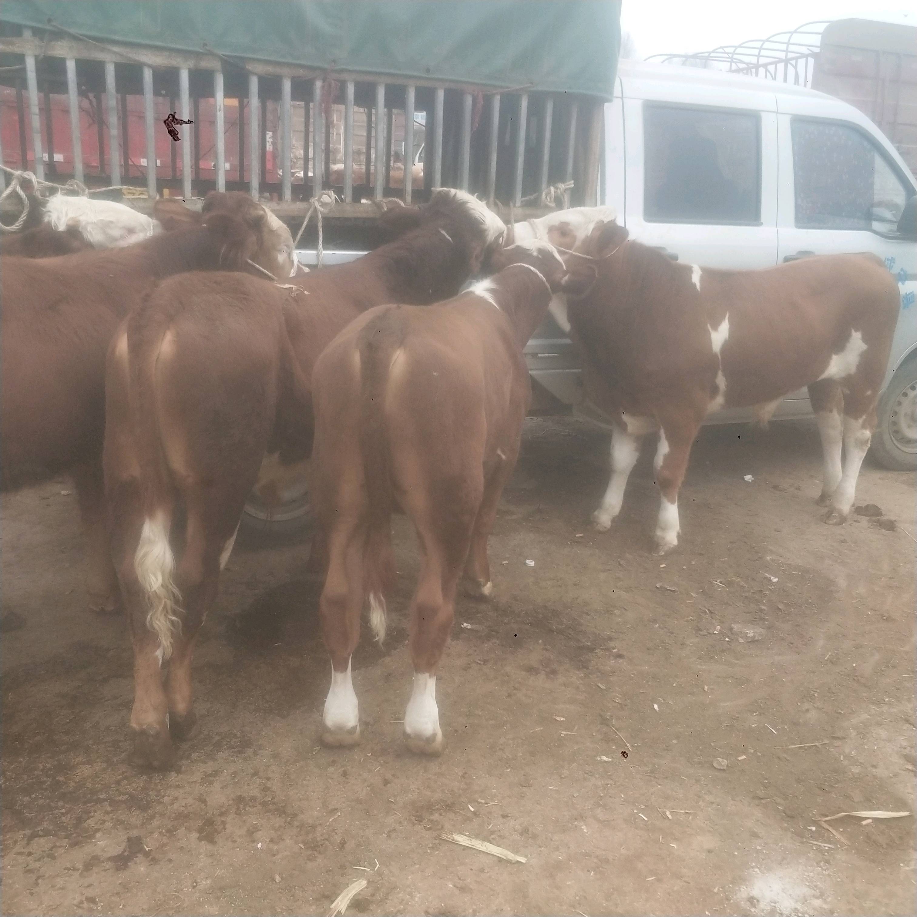 西门塔尔小公牛，小母牛，土杂交牛，黄牛，肉牛等欢迎大家来购买包装车。