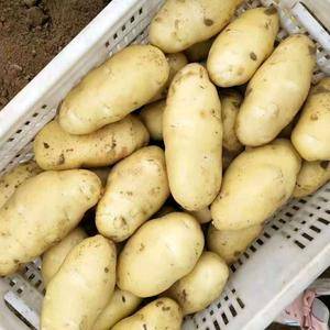 山东荷兰十五土豆现在大量开挖上市，黄皮黄心，需要的老板联...