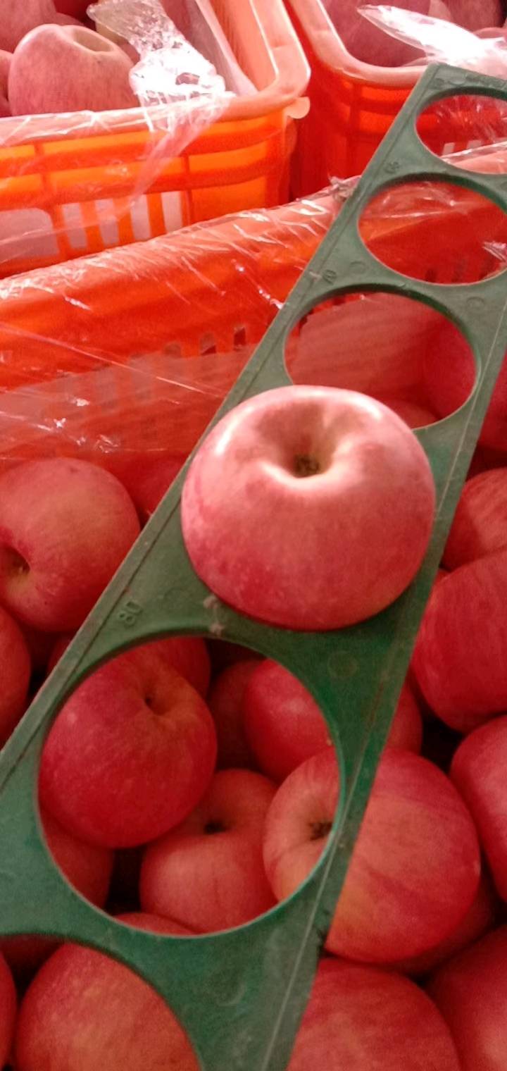 红富士苹果，产地一手货源。质优价廉