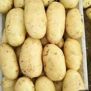 山东莱芜荷兰十五土豆大量上市供应中，有需求者请联系131...