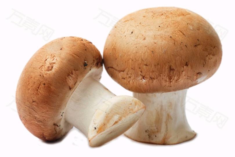 香菇，鲜香菇，现摘现卖17752022406微信同号