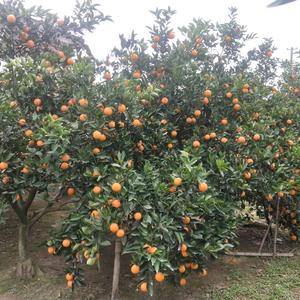湖南永州夏橙已上市，橙子清甜多汁，皮薄肉厚，含有维生素，...