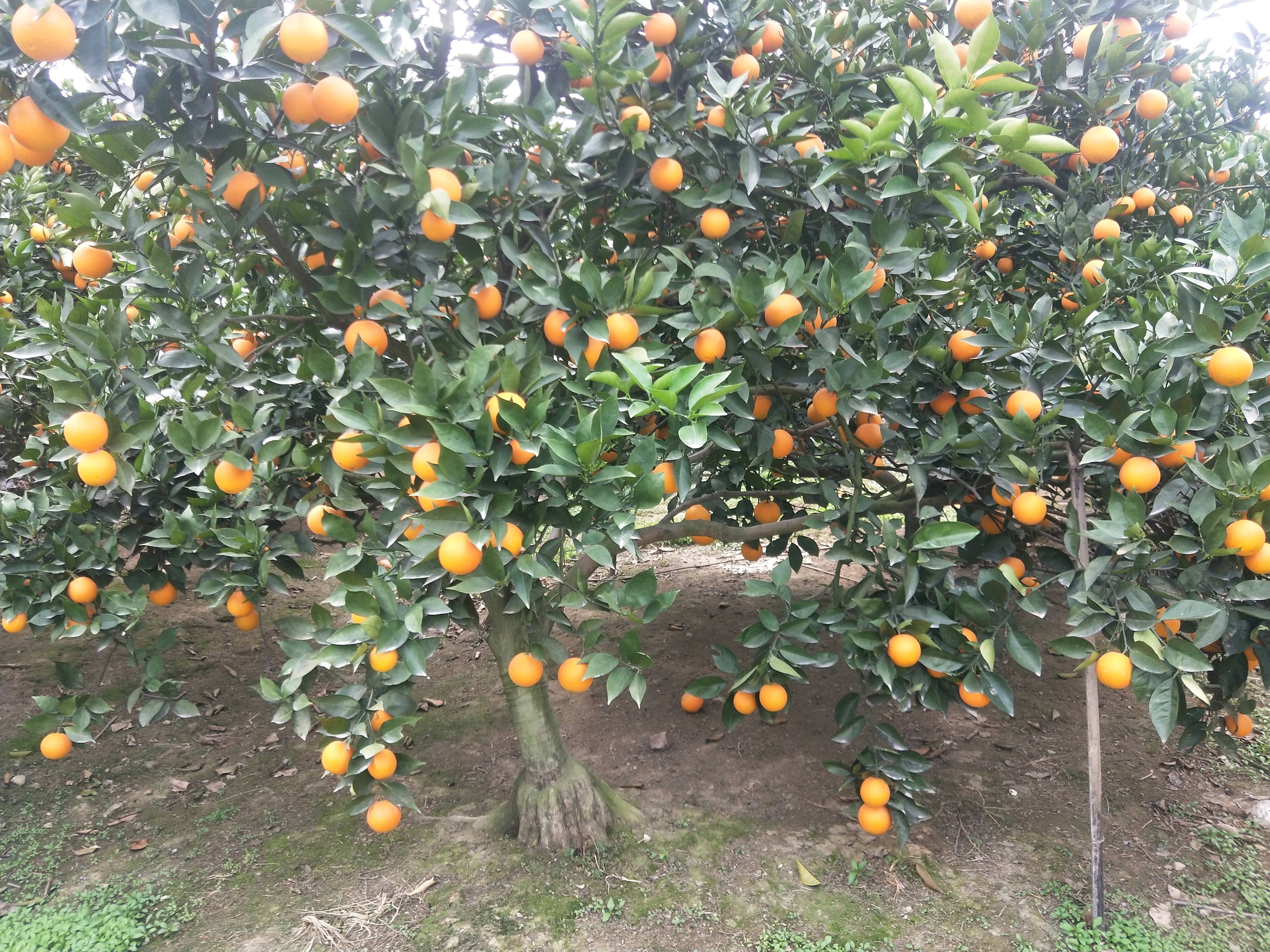 湖南永州夏橙已上市，橙子清甜多汁，皮薄肉厚，含有维生素，有需要的老板请联系。