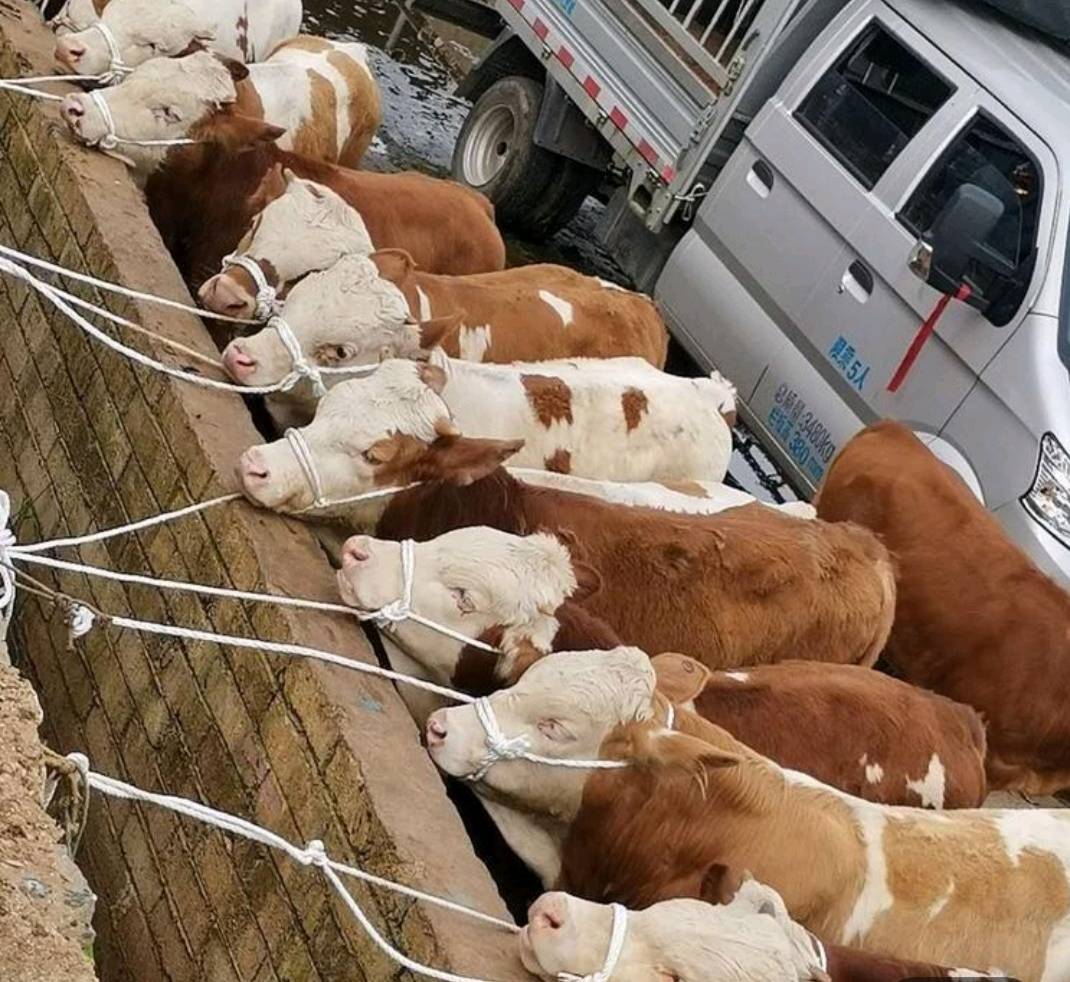贵州散养牛西门塔尔小公牛，小母牛，土杂交牛，黄牛，肉牛，安格斯等包装车，欢迎大家前来购买。