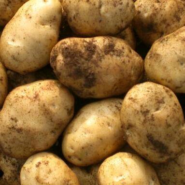 荷兰土豆现大量上市中，欢迎批发商联系