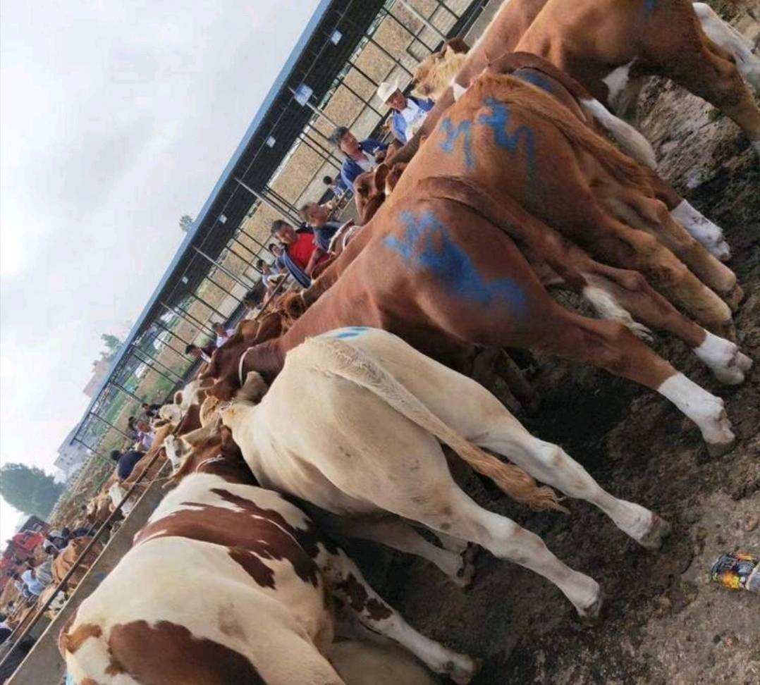 贵州散养西门塔尔小公牛，小母牛，土杂交牛，黄牛，肉牛等包装车，欢迎老板前来购买。