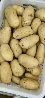 荷兰十五土豆，产地批发，价格合理，质量保证