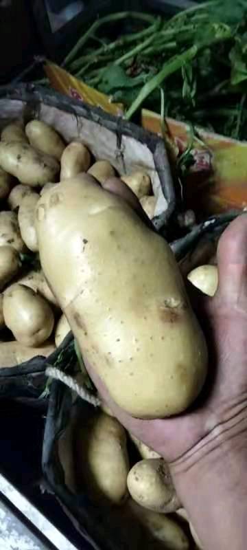 荷兰十五土豆，产地批发，价格合理，质量保证