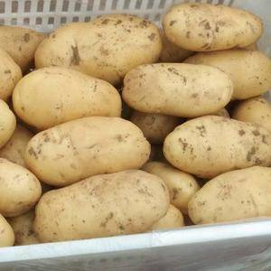 荷兰十五土豆，黄皮黄心，产地一手货源，价格低，质量好。