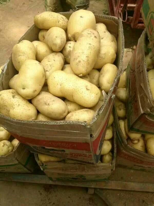 山东优质荷兰十五土豆大量销售中，货量大，质量好，需要的加我微信15069932595