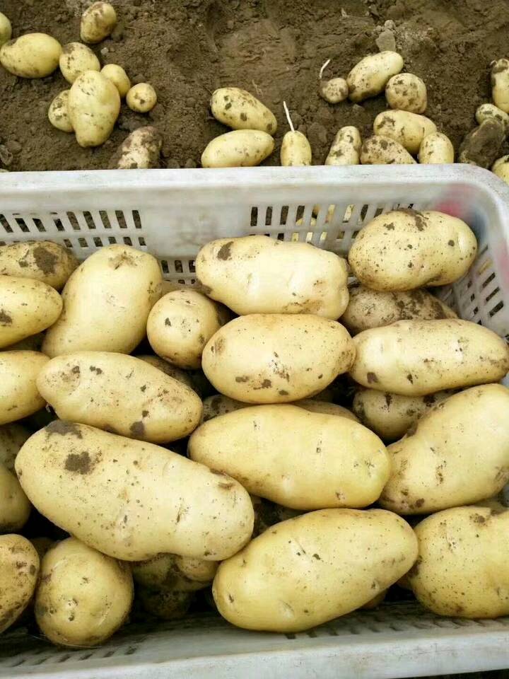 山东优质荷兰十五土豆大量销售中，货量大，质量好，需要的加我微信15069932595