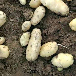山东莱芜荷兰十五土豆大量上市供应中，有需要可联系1317...