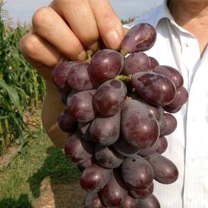 11月份供应水滴紫仙葡萄苗，该品种是农业部最新登记的品种，此品种抗病高产果肉脆甜耐运输货架期长，是葡农首选种植品种。