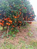 中国桂林阳朔县福利镇沃柑苗场，信息常年有效，本人是种柑沃柑的种植户！