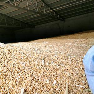 河南漯河地区出售2021年新麦。颗粒饱满。