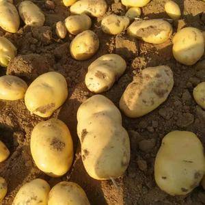 山东莱芜荷兰十五土豆大量上市供应中，一手货源，保证质量了...