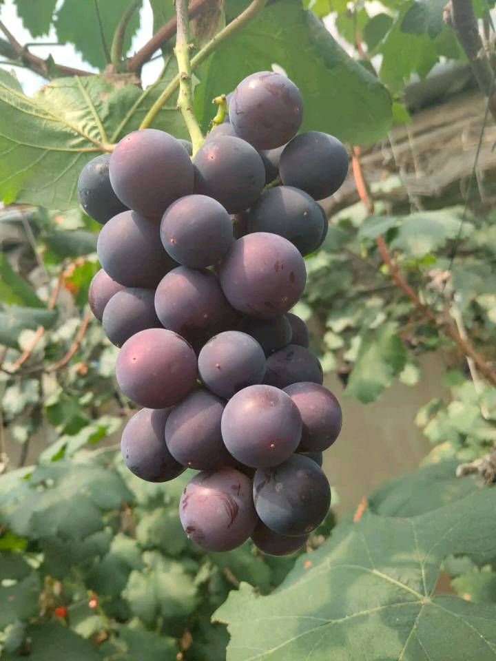 今年首批温室葡萄成熟上市，果粉好，糖度高，口感甜，价格美丽，欢迎联系，18300233258