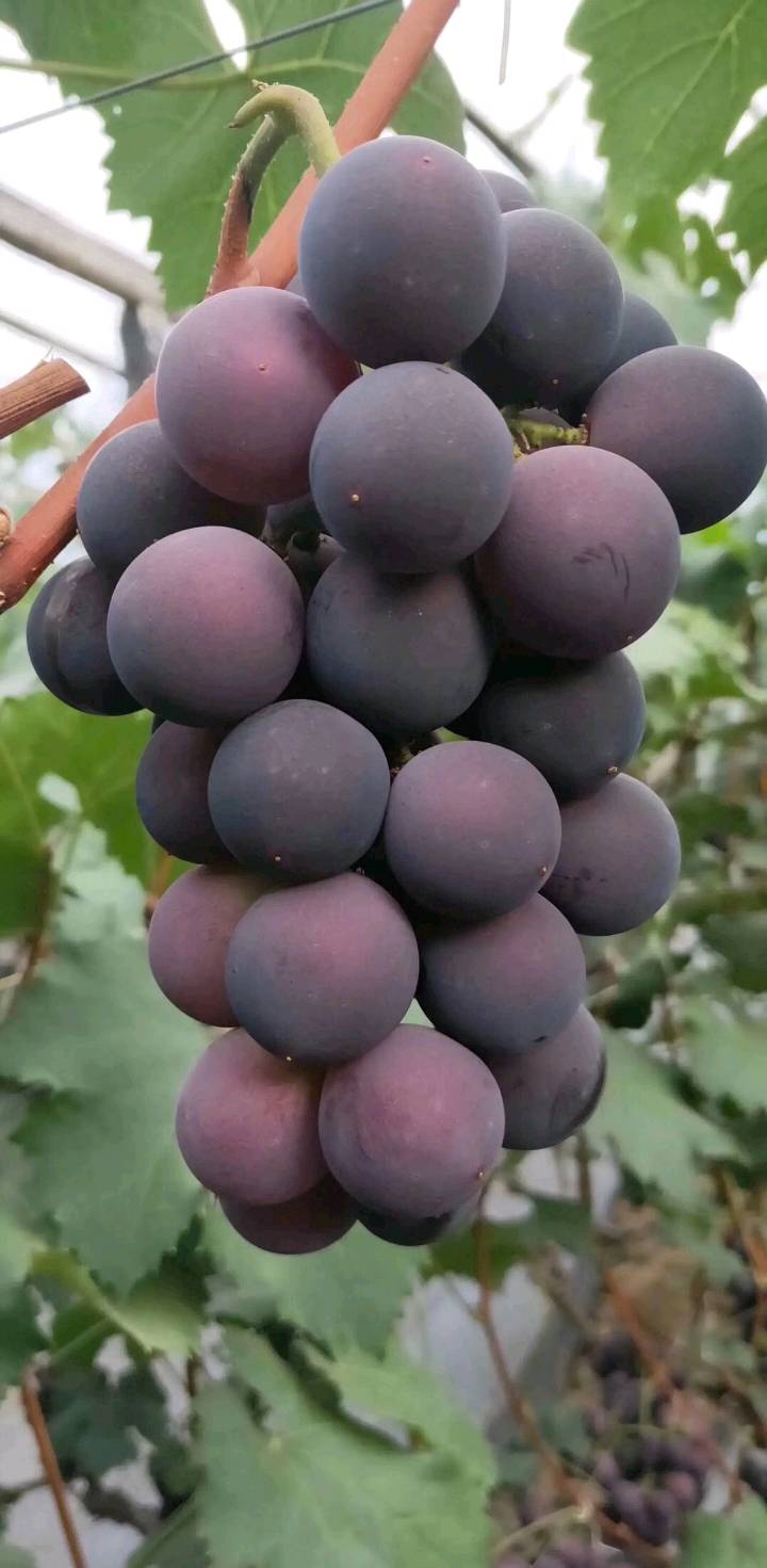 今年首批温室葡萄成熟上市，果粉好，糖度高，口感甜，价格美丽，欢迎联系，18300233258