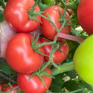 抗病毒，硬粉大果西红柿苗好品种，高质量，产量高，需要的联...