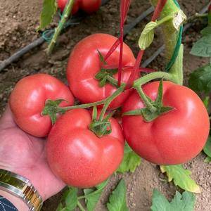 抗病毒，硬粉大果西红柿苗好品种，高质量，产量高，需要的联系我13400483196