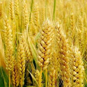 河北石家庄出售新小麦100000斤，电话13932183997