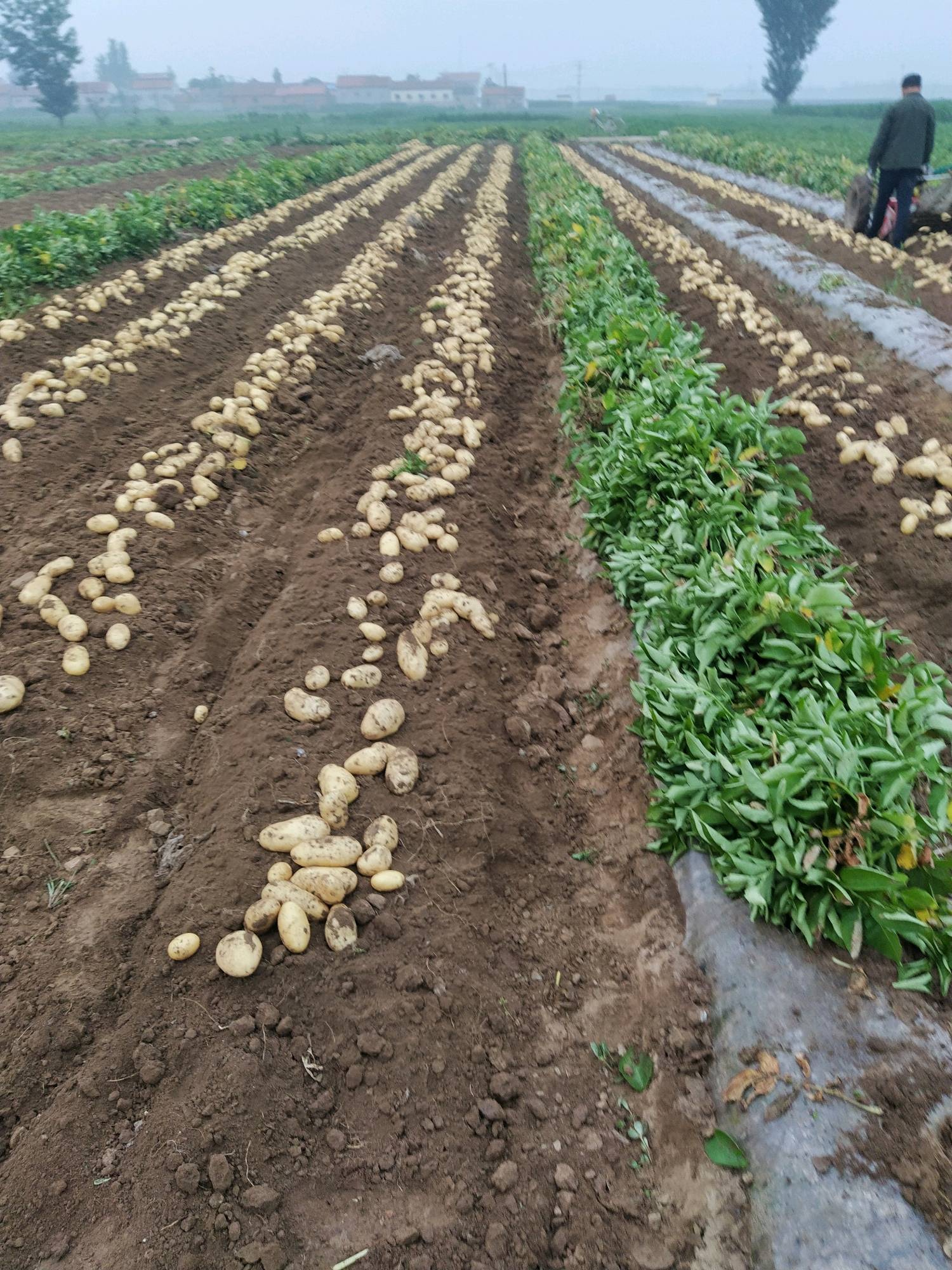 山东莱芜荷兰十五土豆大量上市供应中，保证质量欢迎大家来收...